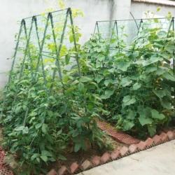 Stelaż do ogórków i pomidorów z tyczek ogrodowych 11mm 120x80cm