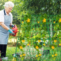 Stelaż do ogórków i pomidorów z tyczek ogrodowych 11mm 120x80cm