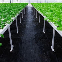 Agrowłóknina wiosenna ściółkująca na chwasty czarna 70g/m2 1,1x5m