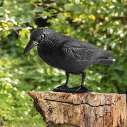 Kruk odstraszacz ptaków, gołębi na balkon, stojący