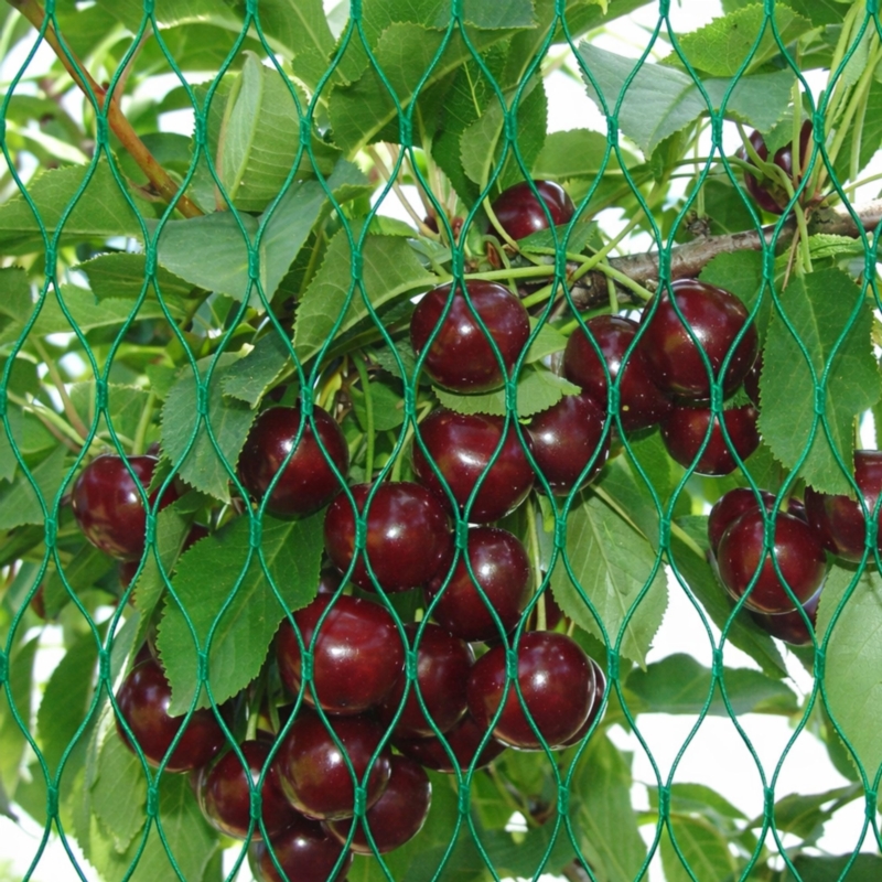 Siatka ochronna na ptaki Zielona 8x14m