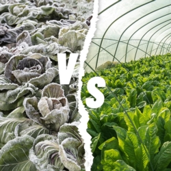 Agrowłóknina zimowa okryciowa biała 3,2x10m 17g/m2