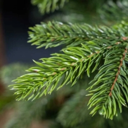 Choinka sztuczna na stojaku Sosna naturalna z gałązkami PE 220cm