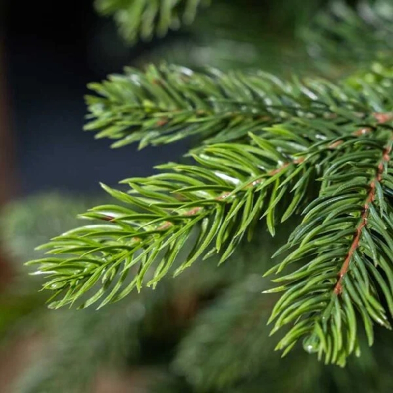 Choinka sztuczna na stojaku Sosna naturalna z gałązkami PE 220cm