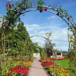 Pergola ogrodowa do róż i roślin pnących metalowa łuk 240cm