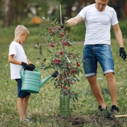 Osłona na pieńki drzew i innych roślin Zielona 6 sztuk