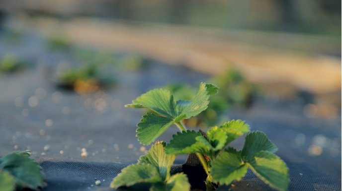  Jaką agrowłóknine wybrać oraz jak jej używać?