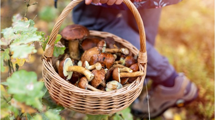 Jak wybrać idealną suszarkę do grzybów – na co zwrócić uwagę przy zakupie?