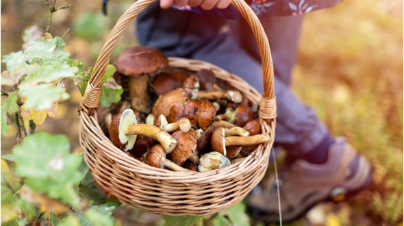 Jak wybrać idealną suszarkę do grzybów – na co zwrócić uwagę przy zakupie?